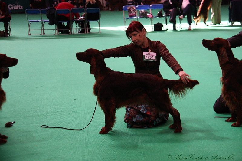 Crufts2011 641.jpg